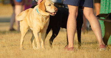CaniCross Las Rozas un evento para celebrar la unión entre perros y sus dueños 2