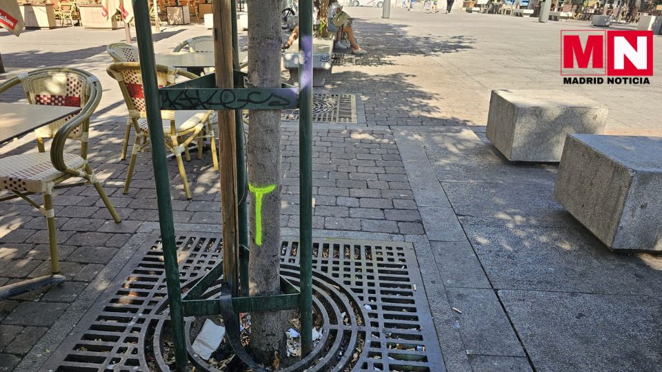 La tala de arboles en la plaza de Santa Ana