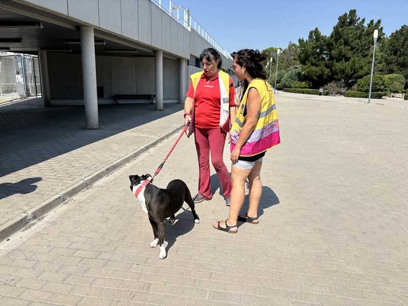 Voluntarios por Madrid acompaña, con más de 3.000 paseo