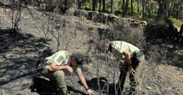 La Comunidad de Madrid esclareció la causa del 82% de los incendios forestales 2