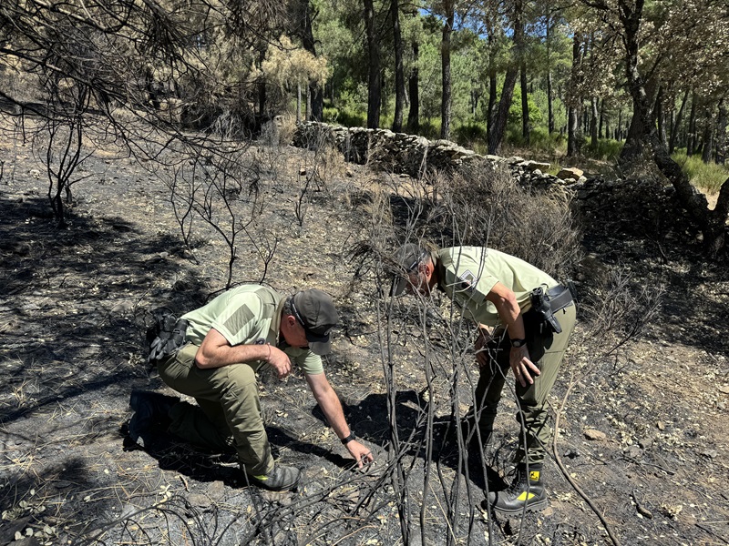 La Comunidad de Madrid esclareció la causa del 82% de los incendios forestales 2