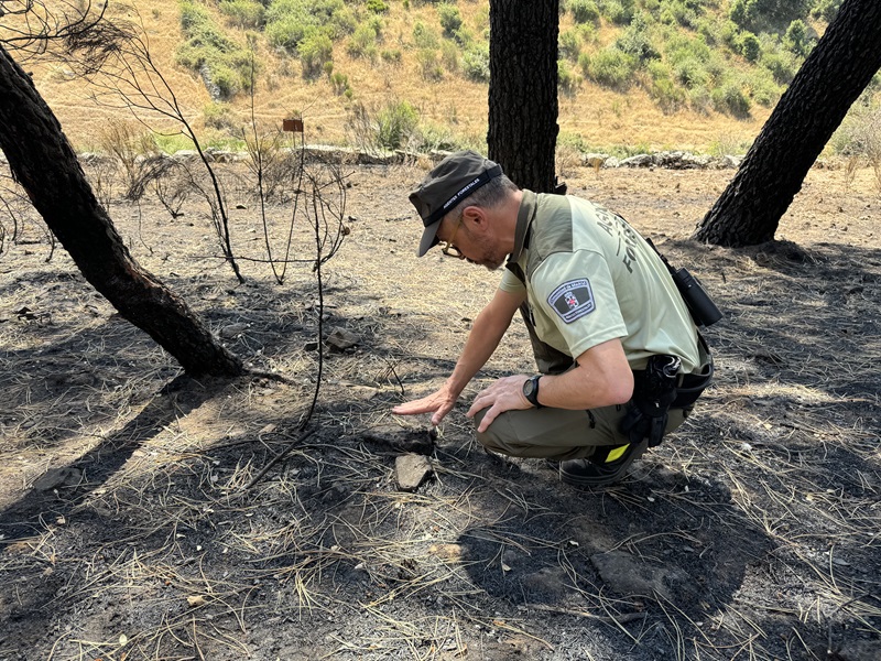 La Comunidad de Madrid esclareció la causa del 82% de los incendios forestales 2