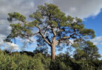 Pino alto de Peñarrubia en Colmenarejo