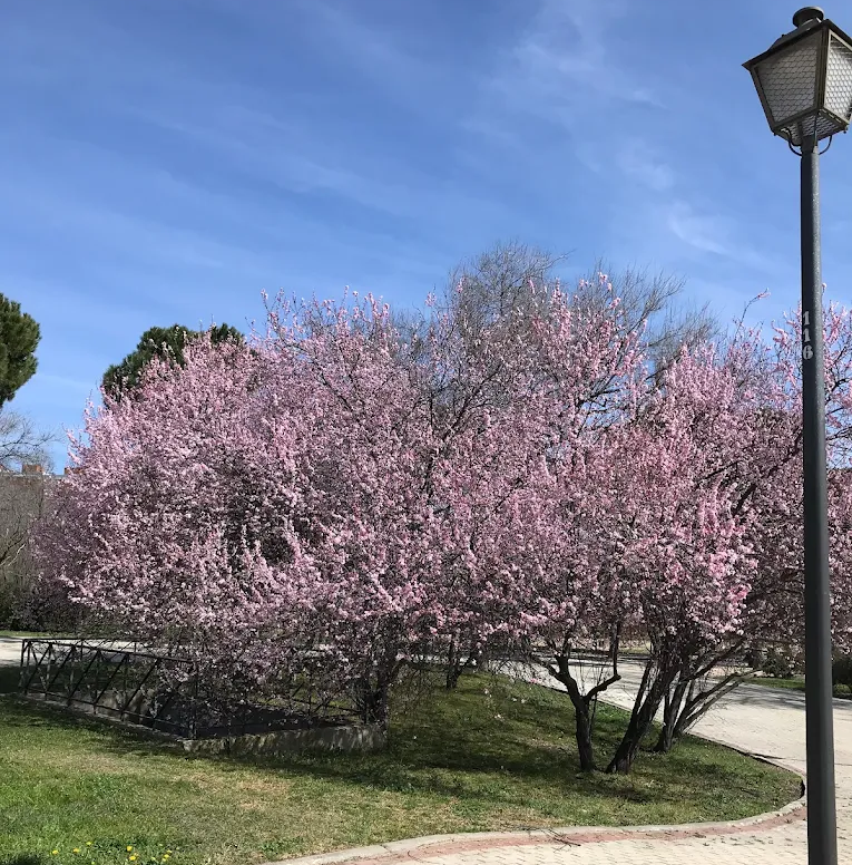 Parque de Pradolongo