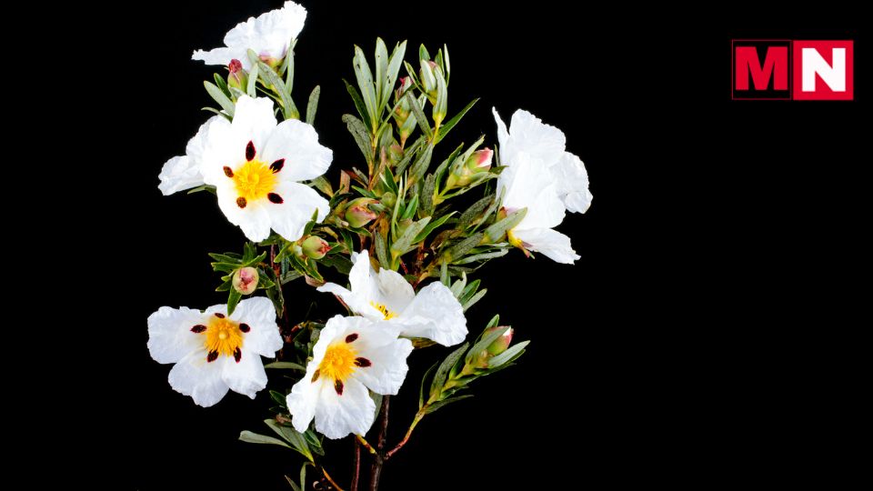 La Comunidad de Madrid ha dado un paso firme hacia la transformación de su paisaje rural con la puesta en marcha de la segunda fase del proyecto Biocistus. Este ambicioso plan tiene como objetivo convertir la jara negra (Cistus ladanifer), una planta autóctona abundante en la Sierra Norte de Madrid, en un cultivo rentable y sostenible. Bajo la dirección del Instituto Madrileño de Investigación y Desarrollo Rural, Agrario y Alimentario (IMIDRA), el proyecto busca no solo mejorar las técnicas de cultivo, sino también explorar nuevas aplicaciones comerciales para esta planta, especialmente en las industrias cosmética, farmacéutica y perfumera.

Un proyecto que mira al futuro
El proyecto Biocistus no se limita solo a la investigación agraria; su verdadero propósito es revitalizar las economías rurales de la región, ofreciendo a los agricultores locales una alternativa económica viable. La Sierra Norte de Madrid, con terrenos de limitado valor agrícola, podría beneficiarse enormemente de la producción controlada y sostenible de la jara negra, transformando lo que hasta ahora ha sido una planta silvestre en una fuente de ingresos que reactive la economía de la zona.

Gracias a la implementación de nuevas tecnologías agrícolas, el IMIDRA espera que este cultivo se convierta en una oportunidad real para los agricultores. El proyecto no solo busca mejorar las técnicas de cultivo, sino también desarrollar productos derivados que puedan ser comercializados a gran escala, lo que aseguraría la rentabilidad y sostenibilidad del proyecto a largo plazo.

El valor de la jara negra
La jara negra ha sido conocida durante siglos por su capacidad para producir ládano, una resina utilizada en la industria de la perfumería como fijador de fragancias. Pero su potencial va mucho más allá de su uso tradicional. Los estudios realizados hasta ahora han demostrado que el aceite esencial de jara negra posee propiedades astringentes, cicatrizantes y fotoprotectoras, lo que la convierte en un ingrediente clave para la industria cosmética.

Uno de los grandes retos del proyecto Biocistus es encontrar nuevas aplicaciones para la jara negra que permitan diversificar su uso y aumentar su rentabilidad. Con la colaboración de expertos internacionales y el apoyo del Centro de Investigaciones Científicas y Tecnológicas de Extremadura (CICYTEX), el IMIDRA ha estado explorando diferentes maneras en las que la jara negra podría ser utilizada en sectores que van desde la farmacéutica hasta la alimentación.

Nuevas oportunidades para los agricultores
La segunda fase del proyecto Biocistus se centra no solo en el desarrollo de productos derivados de la jara negra, sino también en dotar a los agricultores locales del conocimiento y los recursos necesarios para aprovechar al máximo este cultivo. La Comunidad de Madrid está comprometida con ofrecer a los agricultores formación y asesoramiento técnico, de manera que puedan implementar las nuevas tecnologías y métodos de cultivo en sus propias explotaciones.

Este enfoque no solo busca crear empleo en las zonas rurales, sino también fomentar un modelo de agricultura más sostenible y respetuoso con el medio ambiente. Al transformar la jara negra en una fuente de ingresos constante y rentable, los agricultores de la Sierra Norte podrán mejorar su calidad de vida y contribuir al desarrollo económico de la región.

Innovación y sostenibilidad: el corazón de Biocistus
Uno de los aspectos más destacables del proyecto Biocistus es su apuesta por la innovación y la sostenibilidad. Los avances tecnológicos permiten optimizar el cultivo de la jara negra y garantizar una producción eficiente sin comprometer el entorno natural. De esta manera, Biocistus no solo busca generar riqueza económica, sino también proteger el ecosistema único de la Sierra Norte de Madrid.

Además, el IMIDRA ha estado trabajando en la automatización de los procesos de recolección y extracción del ládano y el aceite esencial, lo que no solo reducirá los costos de producción, sino que también aumentará la competitividad de los agricultores locales en los mercados nacionales e internacionales.

Un futuro prometedor para la jara negra
El éxito del proyecto Biocistus podría sentar un precedente para otras regiones de España que también cuentan con terrenos de bajo valor agrícola, mostrando cómo una planta autóctona puede ser transformada en una oportunidad económica viable. El potencial de la jara negra en las industrias cosmética, farmacéutica y perfumera está todavía en fase de exploración, pero las primeras investigaciones sugieren que podría convertirse en un cultivo clave para el futuro de la agricultura en la Sierra Norte.

El proyecto Biocistus representa una combinación perfecta entre ciencia, innovación y desarrollo rural, y tiene el potencial de transformar el paisaje agrario de la región, al tiempo que genera nuevas oportunidades para los agricultores.

Conclusión: Biocistus, una apuesta por el futuro rural
La Comunidad de Madrid, a través del IMIDRA, ha puesto en marcha un plan ambicioso con el proyecto Biocistus, cuyo objetivo es aprovechar el potencial de la jara negra para crear un cultivo rentable y sostenible. Con el apoyo de las nuevas tecnologías y la colaboración de expertos internacionales, este proyecto no solo busca revitalizar las economías rurales de la Sierra Norte, sino también posicionar a Madrid como un referente en innovación agrícola.

Si bien aún queda trabajo por hacer para descubrir todas las aplicaciones posibles de la jara negra, Biocistus ya ha sentado las bases para un futuro prometedor en el que la agricultura, la sostenibilidad y la tecnología van de la mano.