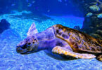 Atlantis Aquarium Madrid 2