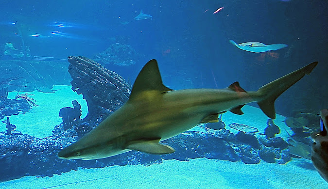 Atlantis Aquarium Madrid 2