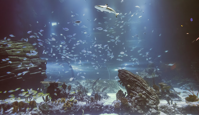 Atlantis Aquarium Madrid 2