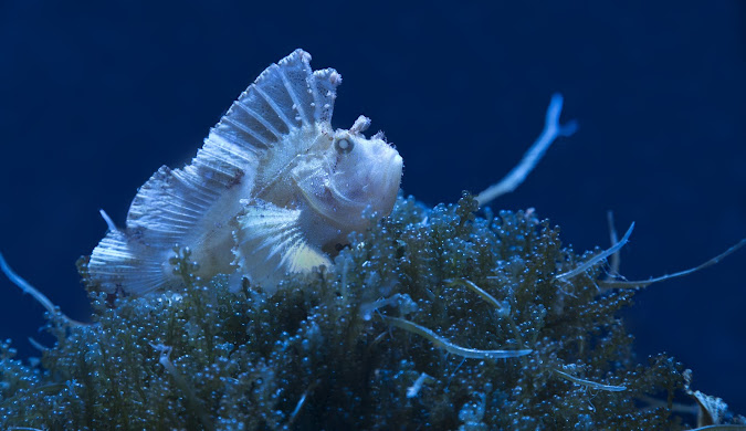 Atlantis Aquarium Madrid 2