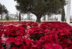 Navidad en el Parque Juan Carlos I