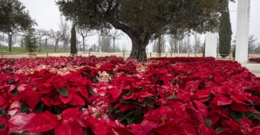 Navidad en el Parque Juan Carlos I