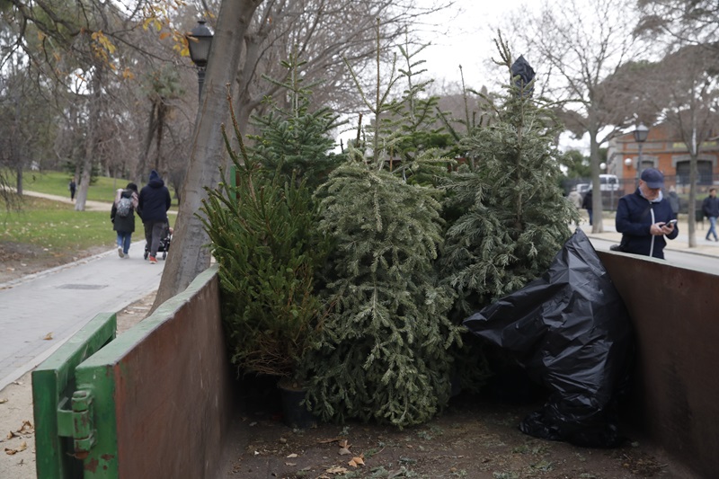 La campaña de recogida de abetos navideños cumple 35 años con 14.000 árboles entregados