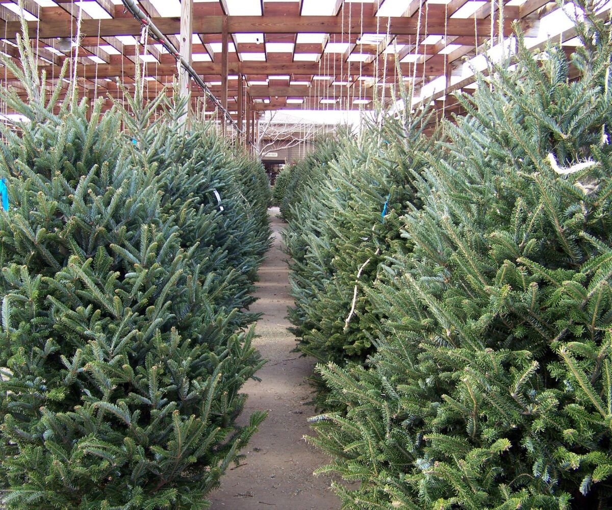 final sostenible para los árboles de navidad