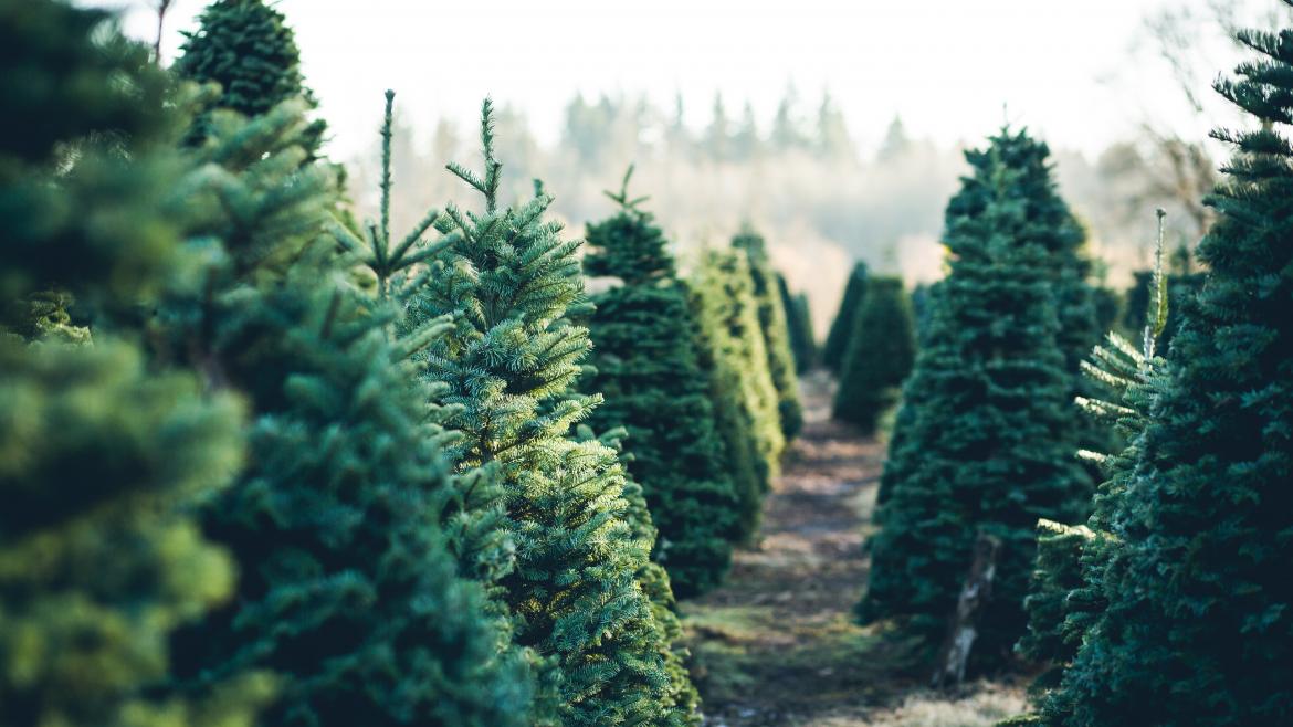 prohibición de replantar en el monte los abetos navideños