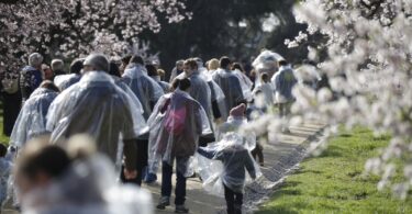 Espacio Abierto celebra la floración de los almendros