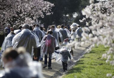 Espacio Abierto celebra la floración de los almendros