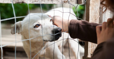 adoptar perro