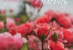 Concursos Popular e Internacional Rosas Nuevas