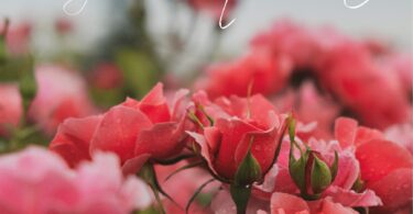Concursos Popular e Internacional Rosas Nuevas