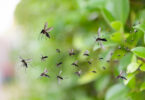 fumigación mosquitos