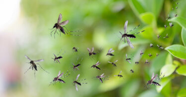 fumigación mosquitos