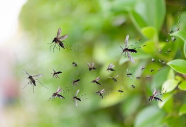 fumigación mosquitos