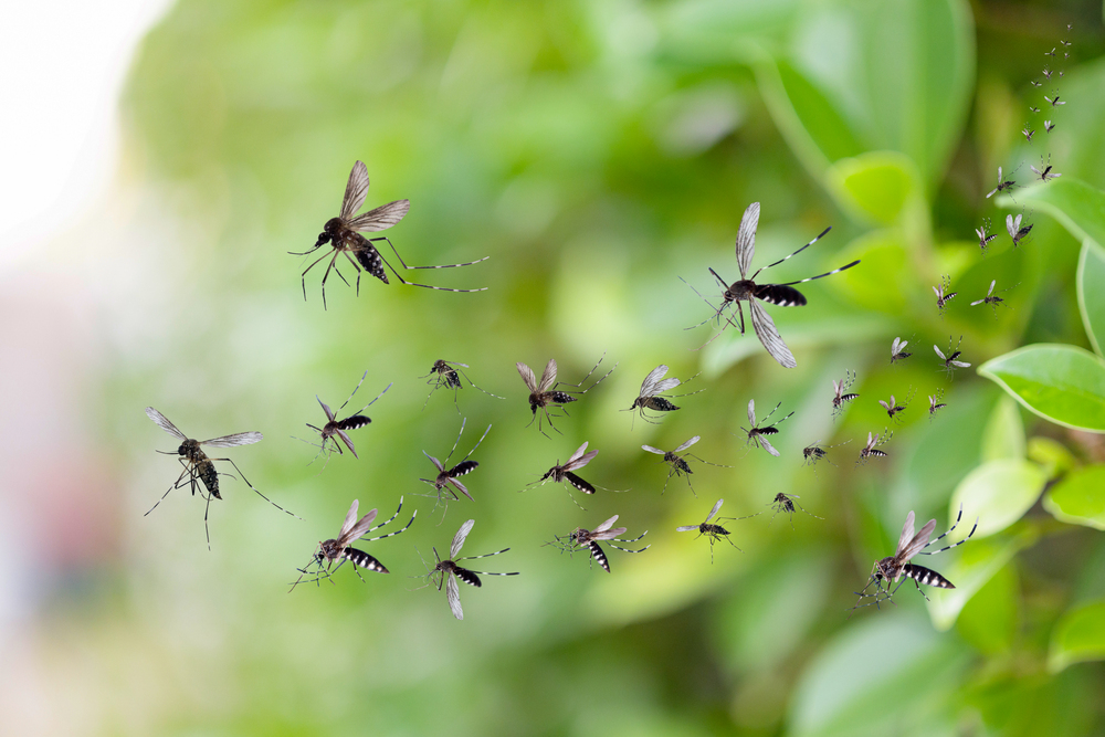 fumigación mosquitos