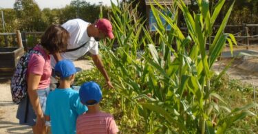 conservar y proteger la flora autóctona
