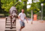 más de 4 millones de euros en la creación y mejora de un centenar de áreas caninas