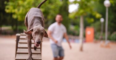 más de 4 millones de euros en la creación y mejora de un centenar de áreas caninas