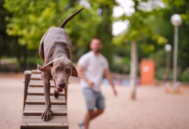 más de 4 millones de euros en la creación y mejora de un centenar de áreas caninas