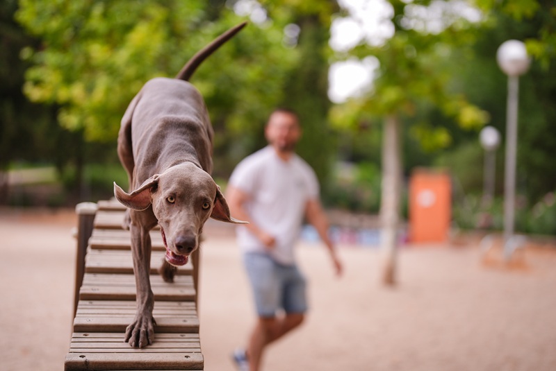 más de 4 millones de euros en la creación y mejora de un centenar de áreas caninas