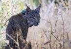 lince ibérico procedente de Guadalajara