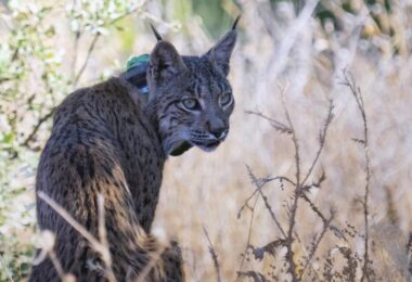 lince ibérico procedente de Guadalajara