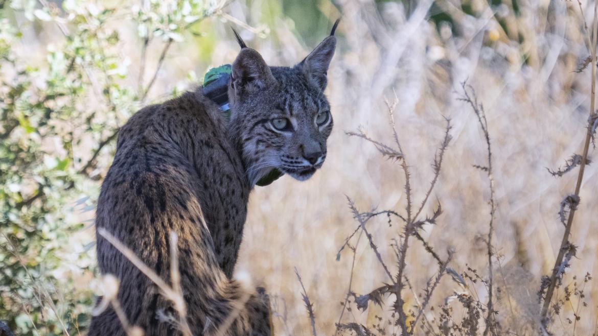 lince ibérico procedente de Guadalajara