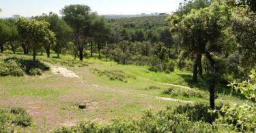 Madrid Forestal