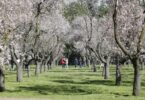 La Quinta de los Molinos vive la primera floración