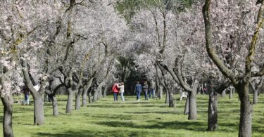 La Quinta de los Molinos vive la primera floración
