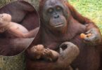 ha nacido orangutang de borneo