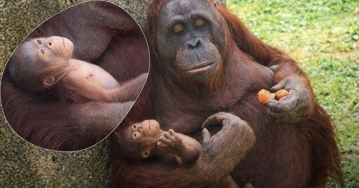 ha nacido orangutang de borneo